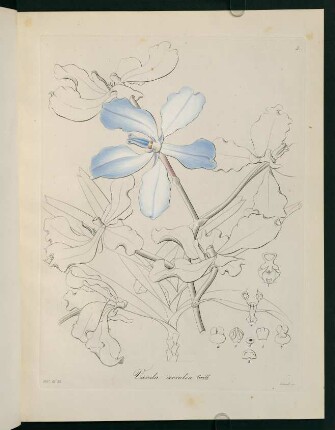 5r-5v, Vanda coerulea Griff.
