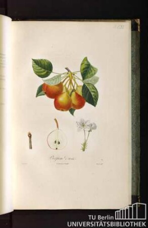 Pl. LXV. Parfum d'aout.