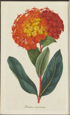 Kupferstich: Oxora coccinea