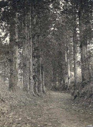 Nikko-Cryptomeria-Allee : Weltreisen. Japan. Cryptomeria-Allee (Zedernallee) bei Hakone oder Imaichi (Nikkō)