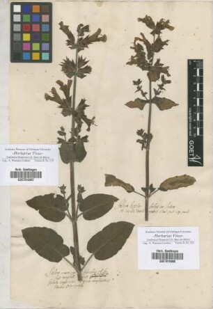 Salvia