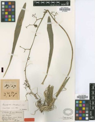 Oncidium mandonii Rchb.f. [isotype]