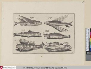 Hirundo, Zee Swaluwe; Mugil, Zee Herder; Thimalus; Mustela Zee puyt; Cepola