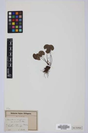 Adiantum reniforme var. minor Bolle