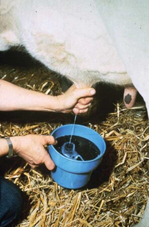 Fotografie: Melktechnik, Hygiene & Pathologie, Tiergesundheit, Gesundheitsüberwachung