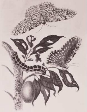 Metamorphisis Insectorum Surinamensium
