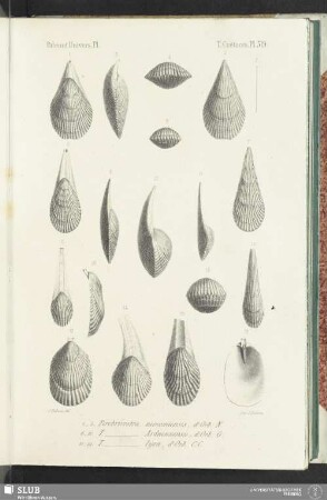 Pl. 519