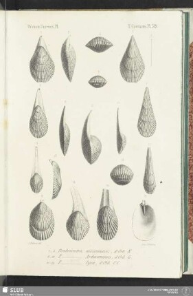 Pl. 519