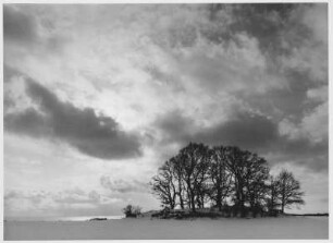 Groß Stresow. Baumgruppe im Winter