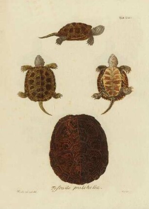 Tab XV. Testudo pulchella