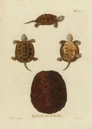 Tab XV. Testudo pulchella