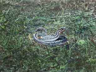 Reptilien. Kreuzotter (Vipera berus)