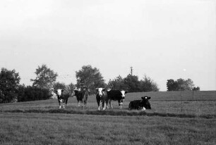 Dachsberg-Wolpadingen: Wegkreuz und Hotzenwald-Höhenweg mit Kuhherde [nur Kuhherde]