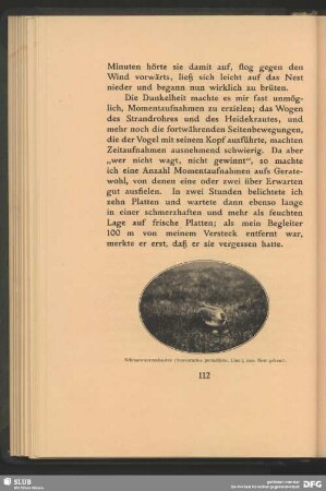 Schmarotzerraubmöve, Stercorarius parasiticus, Linn., zum Nest gehend