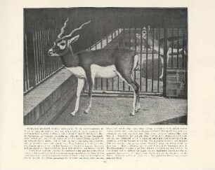 Hirschziegen-Antilope