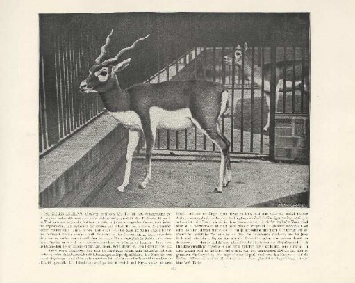 Hirschziegen-Antilope