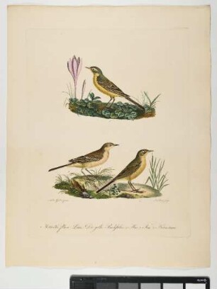Motacilla flava. Linn. Die gelbe Bachstelze. 1. Mas. 2. Fem. 3. Hornotinus. - Schafstelze. Motacilla flava; mas. fem. hornotinus. - Zeichner: Ambrosius Gabler; Stecher: Johann Carl Bock