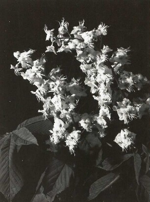 Gewöhnliche Rosskastanie (Aesculus hippocastanum), auch Gemeine Rosskastanie oder Weiße Rosskastanie. Blütenstände
