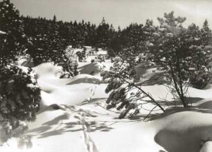 Osterzgebirge. Verschneite Bäume am Rand des Georgenfelder Hochmoores
