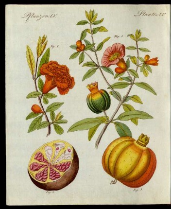 Der Granat-Apfel.