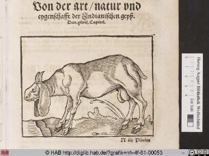 [Ziege]