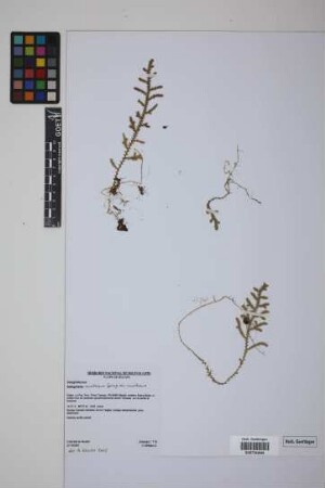 Selaginella moritziana Spring