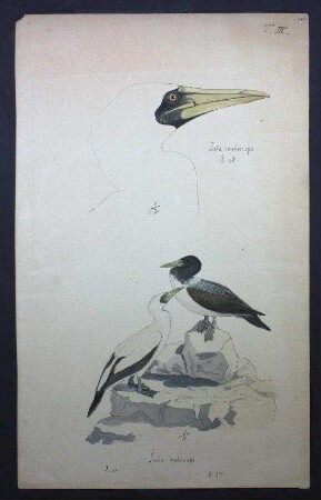 Maskentölpel, Sula dactylatra melanops (Hartlaub, 1859)