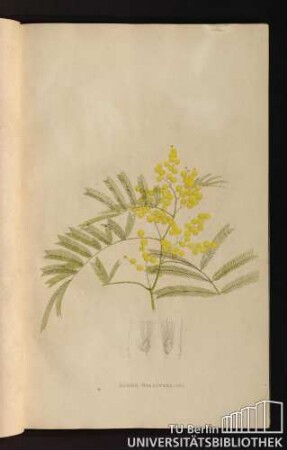 [Tab. 18.] Acacia decurrens Willd.
