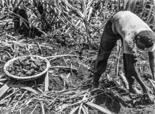 Ernte von Makaboknollen : Ernte von Makaboknollen auf einer Plantage bei Malabo. Daneben Zuckerrohrpflanzen.