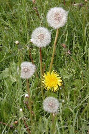 Pusteblume im Vorharzgebiet : Löwenzahn auf einer Wiese, aufgenommen 2004 im Vorharzgebiet