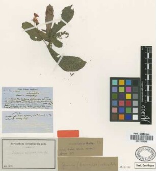 Conradia reticulata Griseb. [type]