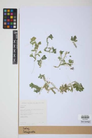 Selaginella P. Beauv.
