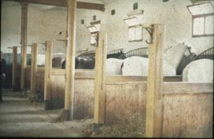Fotografie: Pferdehaltung, Anbindehaltung