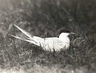 Flußseeschwalbe (Sterna hirundo L.), brütend