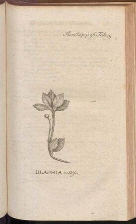 Bladhia villosa