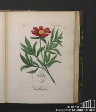 Ranunculaceae. Paeonia officinalis L. Gem. Pfingstrose.