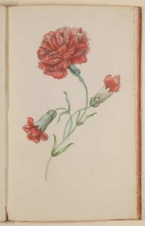 Nelke [aus einem Skizzenbuch der Marianne Franziska Seiffert von Klettenberg]