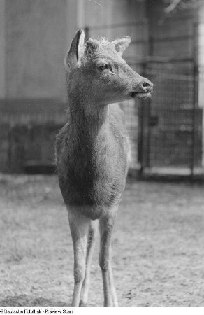 Hirschkalb im Leipziger Zoo
