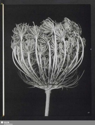 Daucus carota, Fruchtstand der Wilden Möhre