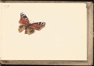 Skizzenbuch mit Aquarellen und Zeichnungen: Pfauenauge (Schmetterling)