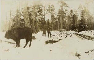 Bison bonasus (Linnaeus, 1758)