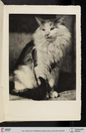 [Frank Eugene, I. The Cat, photogravure from original negative]