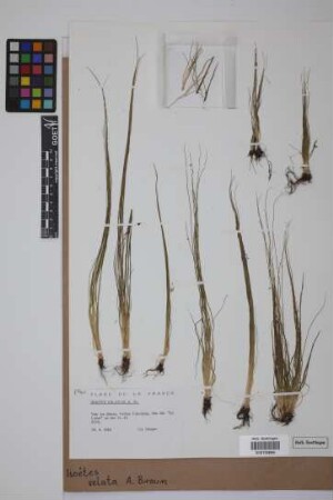 Isoetes velata velata A. Br.