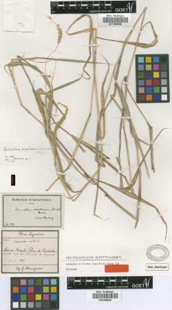 Hymenachne montana Griseb.
