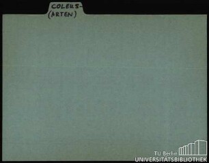 COLEUS: Allgemein; Arten