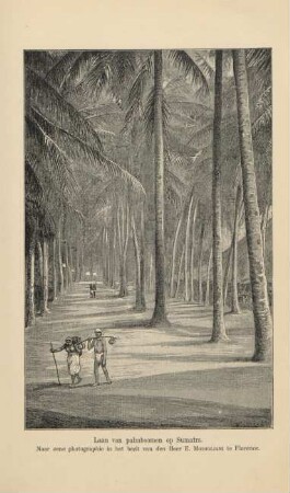 Laan van palmboomen op Sumatra