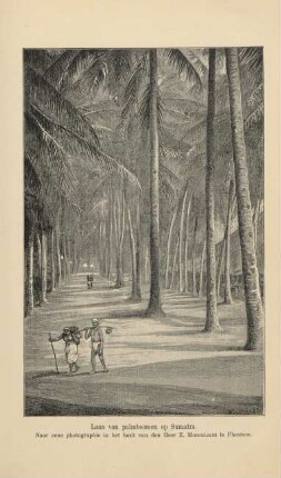 Laan van palmboomen op Sumatra