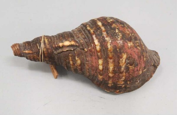 Snail trumpet