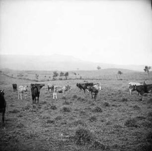 Viehherde : Eine Herde Rinder weidet auf dem Hochland von Moka.
