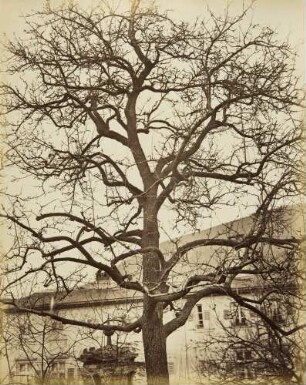 Mittelgrundstudie: Baumschlag: Unbelaubter Birnbaum